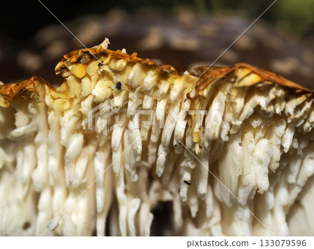 amanita muscaria fungi close up 133079596