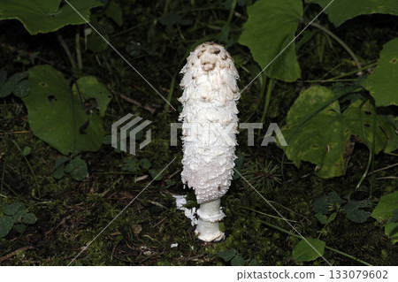 Coprinus comatus fungi close up Coprinus comatus fungi close up 133079602