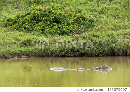 Hippo hippopotamus en magdalena river colombia escaped from Napoles Hacienda Hippo hippopotamus en magdalena river colombia escaped from Napoles Hacienda 133079607