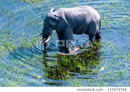 Aerial View of an African Elephant 133079766