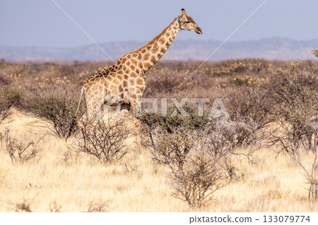 Giraffes in Etosha Giraffes in Etosha 133079774