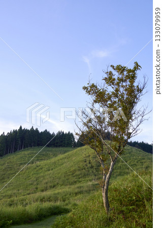 Morning scenery of Tonomine Plateau 133079959