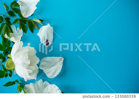 White large tree-like peony flower on a blue background. Top view. 133080339