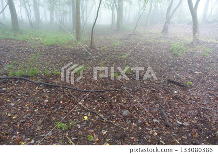A forest covered with a carpet of fallen leaves A forest covered with a carpet of fallen leaves 133080386