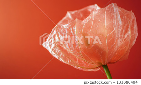 Elegant Anthurium Flowers with Vibrant Backgrounds Elegant Anthurium Flowers with Vibrant Backgrounds 133080494