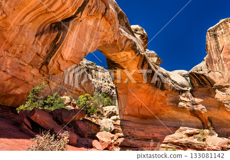Low-angle view of the Hickman Natural Bridge in Capitol Reef National Park. The massive orange sandstone arch frames a clear, deep blue sky 133081142