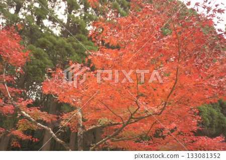 In the great nature 133081352