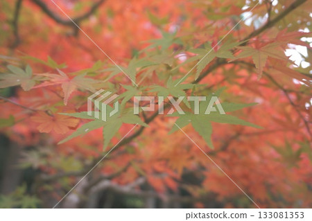 In the great nature In the great nature 133081353