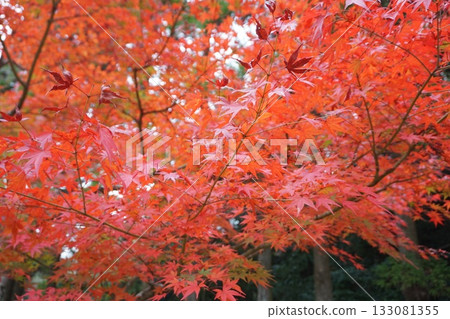 In the great nature 133081355
