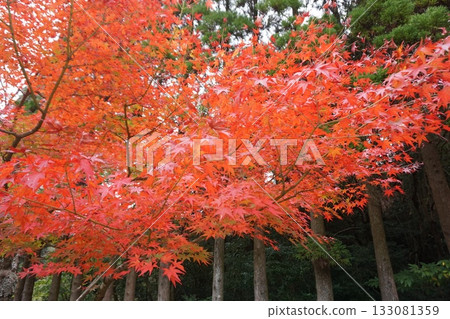 In the great nature In the great nature 133081359