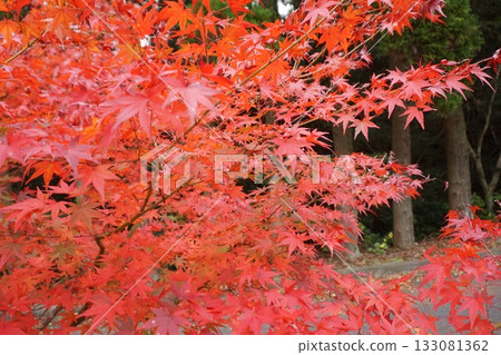 In the great nature In the great nature 133081362