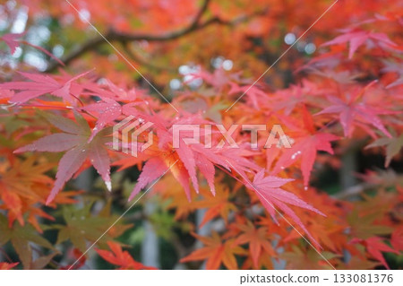 In the great nature In the great nature 133081376