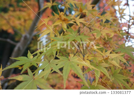 In the great nature 133081377