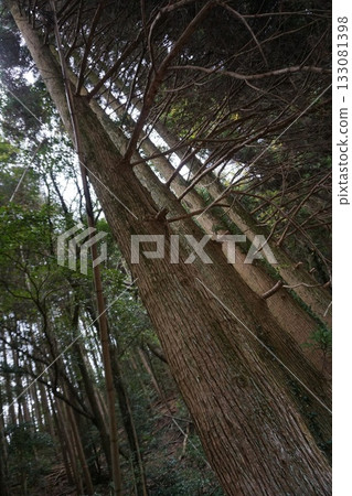 In the great nature In the great nature 133081398