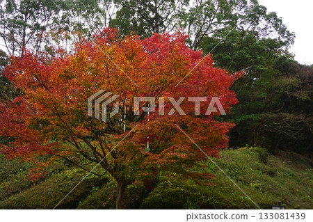 In the great nature In the great nature 133081439