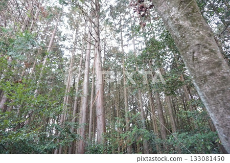 In the great nature 133081450