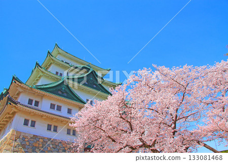 Scenery of cherry blossoms in full bloom and Nagoya Castle, Nagoya City, Aichi Prefecture Scenery of cherry blossoms in full bloom and Nagoya Castle, Nagoya City, Aichi Prefecture 133081468