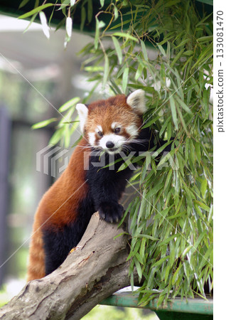 小熊貓爬樹④ 小熊貓爬樹④ 133081470