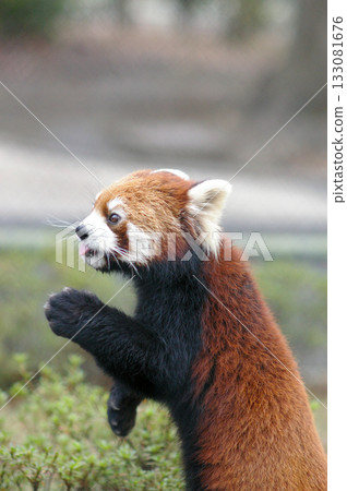 Red panda receiving an apple① Red panda receiving an apple① 133081676