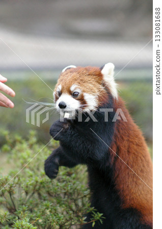 Red panda receiving an apple② Red panda receiving an apple② 133081688