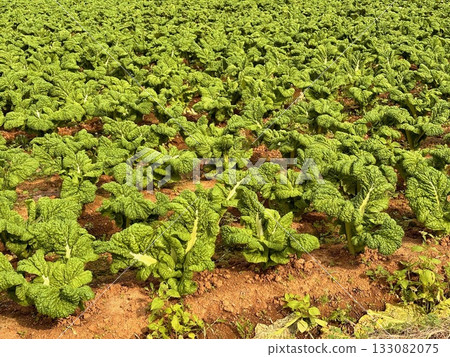 A casual everyday scene 133082075