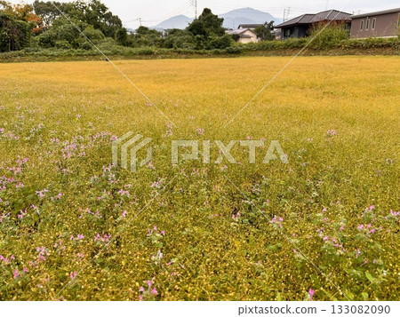 A casual everyday scene 133082090