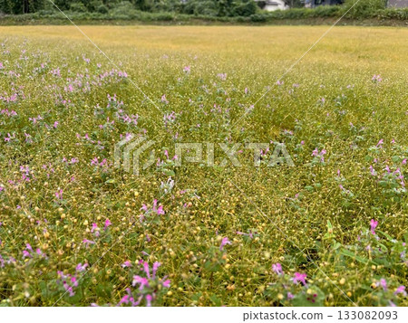 A casual everyday scene 133082093