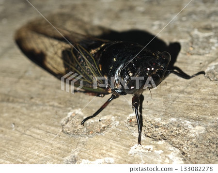 Focus on the Compound Eyes of a Black Cicada Focus on the Compound Eyes of a Black Cicada 133082278