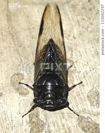 Top-Down View of a Dark Cicada on Textured Ground 133082297