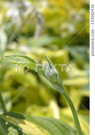 Hosta Striptease Hosta Striptease 133082416