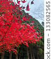 Autumn leaves 133082565