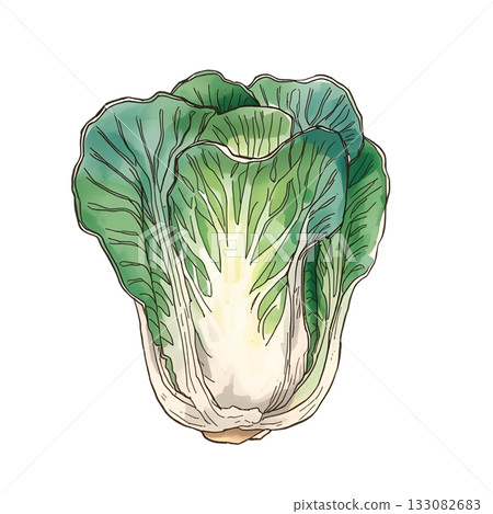 Watercolor style Chinese cabbage illustration 133082683