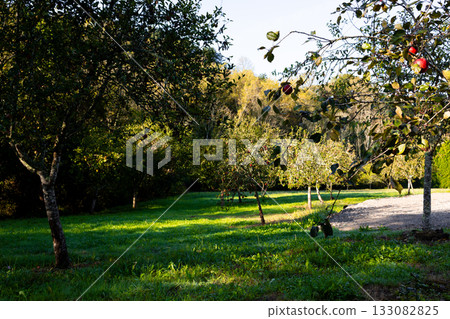 Sunny orchard with apple trees and vibrant green grass in autumn 133082825