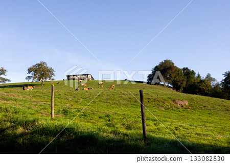 Cows grazing on green hillside with rustic barn and blue sky 133082830