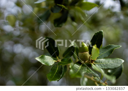 Close up of green acorn on oak tree branch with leaves in natural setting Close up of green acorn on oak tree branch with leaves in natural setting 133082837