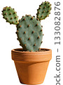 small cactus in pot 133082876