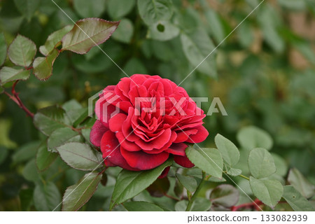 A red rose A red rose 133082939