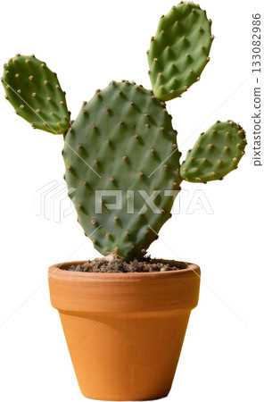 small cactus plant in pot 133082986