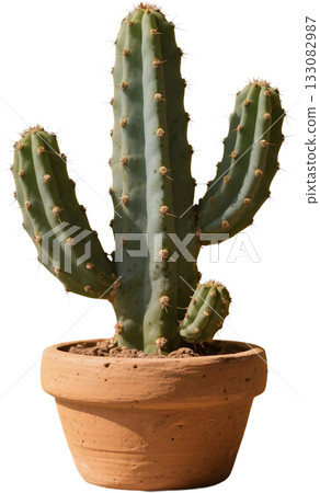 cactus thorns in pot isolated on white 133082987