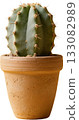cactus plant in pot isolated on white 133082989