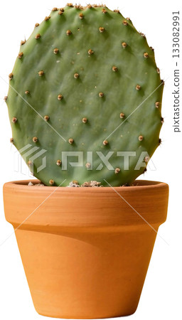 cactus thorns in pot isolated on white 133082991
