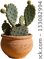small cactus in pot 133082994