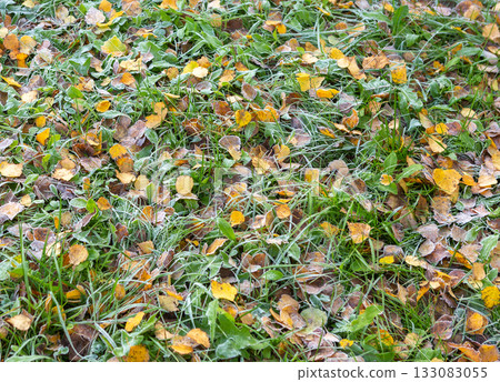 Frost-covered grass and fallen leaves on the ground. 133083055
