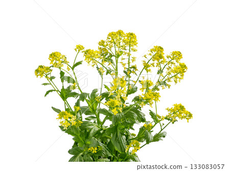 Mustard plant. Canola flower isolated. Rapeseed plant. Mustard plant. Canola flower isolated. Rapeseed plant. 133083057