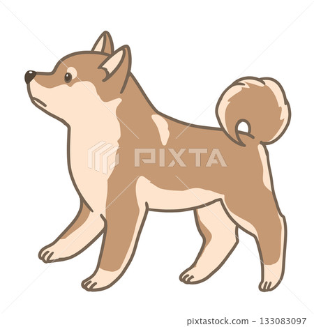 側身站立的柴犬 133083097