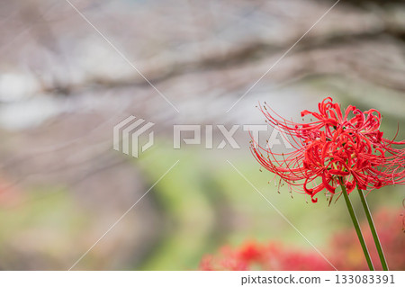 靜岡縣藤枝市花梨川沿岸盛開的簇生朱頂紅 靜岡縣藤枝市花梨川沿岸盛開的簇生朱頂紅 133083391