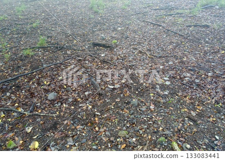 地面上覆蓋著落葉。 133083441