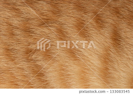 Textured close-up of orange cat fur in soft natural light Textured close-up of orange cat fur in soft natural light 133083545