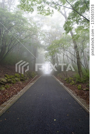 forest road covered in fog 133083558