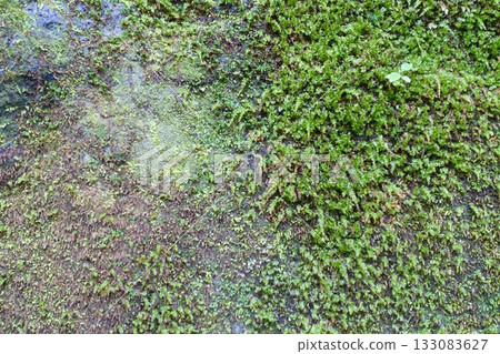 Mossy rock surface background image 133083627